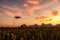 Panorama landscape of sunflowers blooming with a flying kite in the field in sunset time with the mountain range background at Royalty Free Stock Photo