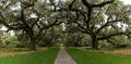 panorama landscape view of the Live Oak Allee in Brookgreen Gardens