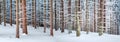 Panorama landscape of the winter forest of snowy spruce