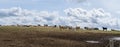 A panorama of a landscape with a yellow grassland on a hill and a herd of cows against a cloud filled sky in the summer in Royalty Free Stock Photo