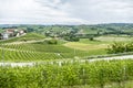 Panorama of the Langhe hills with many vineyards Royalty Free Stock Photo