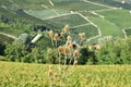 Panorama of Langhe vineyards