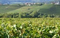 Panorama of Langhe vineyards