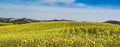 Panorama of large field of yellow sunflowers in Tuscany Royalty Free Stock Photo