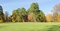 Glade in park among a conifers and deciduous trees Royalty Free Stock Photo