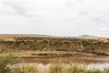 Panorama with large herds of wildebeest. Mara River, Kenya