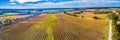 Panorama of large vineyard in autumn.