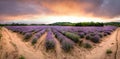 Panorama of Lavender field at sunset in Bulgaria Royalty Free Stock Photo