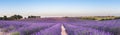 Panorama of lavender field at sunset Royalty Free Stock Photo