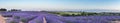 Panorama of lavender field at sunset Royalty Free Stock Photo