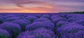 Panorama of lavender field at summer sunset. Royalty Free Stock Photo