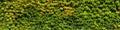 Panorama of leaves. A wall of green. Wall overgrown with wild Parthenocissus inserta also known as thicket creeper, false Virginia Royalty Free Stock Photo