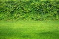 Panorama leaves wall texture background. Natural green ivy leaves growing on the wall or fence as vertical garden can be used for Royalty Free Stock Photo