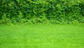 Panorama leaves wall texture background. Natural green ivy leaves growing on the wall or fence as vertical garden can be used for Royalty Free Stock Photo
