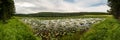 Panorama of LIlly Pads In Wrangler Lake Royalty Free Stock Photo