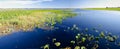 Panorama of lily pads on a freshwater lake, Florida Royalty Free Stock Photo