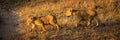 Panorama of lion cubs crossing dirt track Royalty Free Stock Photo