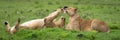 Panorama of lionesses lying on grassland playing Royalty Free Stock Photo