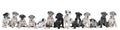 Panorama of a litter of puppies of the Great Dane Dog or German Dog, the largest dog breed in the world, Harlequin fur, white,