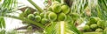 Panorama load cluster of young fruit green coconuts hanging on tree top with lush green foliage branch at tropical garden in Nha Royalty Free Stock Photo