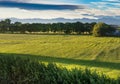 panorama of the Lombardy countryside with a row of trees and Alpine mountains in the background Royalty Free Stock Photo