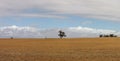 Panorama of a lone native Australian tree standing in the middle of open rural farmland in country Victoria, under a blue sky