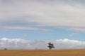 Panorama of a lone native Australian tree standing in the middle of open rural farmland in country Victoria, under a blue sky