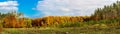 Autumn forest panorama Royalty Free Stock Photo