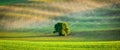 Panorama of lonely tree in ploughed field Royalty Free Stock Photo