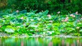 The panorama of lotus ponds in peaceful and quiet countryside. The flower of the Buddha.