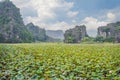 The panorama of lotus ponds in peaceful and quiet countryside. This is the flower of the Buddha and is useful for human