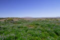 Panorama of the lupine fields in Iceland