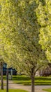 Panorama Lush flowering trees lining the road in front of houses with landscaped lawns