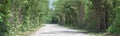 Panorama lush green canopy tree on dirt country road in Texas, U Royalty Free Stock Photo