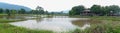 Panorama lush green rice fields of the countryside