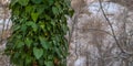 Panorama Lush green vines with heart shaped leaves covering the trunk of a forest tree