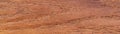 Panorama macro close-up texture Oak Wood for Background Royalty Free Stock Photo