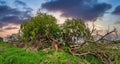 Panorama of Magnificent Giant Willow Tree Split and Broken in a Farmer's Field