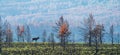 Panorama of male deer bellowing over the hill, long shot