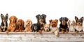 Panorama of many cute breed dogs in white background