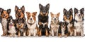 Panorama of many cute breed dogs in white background