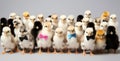 Panorama of many Young fluffy Easter Baby Chickens standing Against White Background Royalty Free Stock Photo