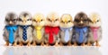 Panorama of many Young fluffy Easter Baby Chickens standing Against White Background Royalty Free Stock Photo