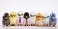 Panorama of many Young fluffy Easter Baby Chickens standing Against White Background Royalty Free Stock Photo