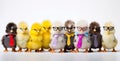 Panorama of many Young fluffy Easter Baby Chickens standing Against White Background Royalty Free Stock Photo