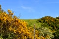 Maquis Shrubland and Wild Nature, Sicily, Italy, Europe