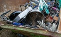 panorama metal scrap containers at a recycling center Royalty Free Stock Photo