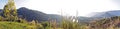 Panorama Misty autumn landscape with single yellow tree on hill and morning sky with mountain.