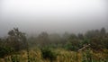 Panorama of morning fog in mountains. Mysterious spring nature landscape, forest on mountain hill