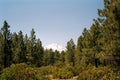 Panorama of Mount Shasta, Volcano in the Cascade Range, California Royalty Free Stock Photo